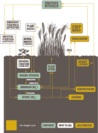 Nitrogen Cycle