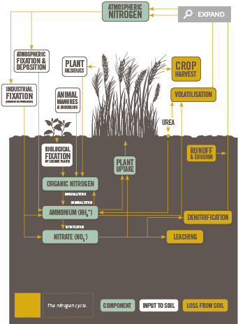 Nitrogen Cycle