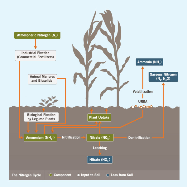 Nitrogen Cycle