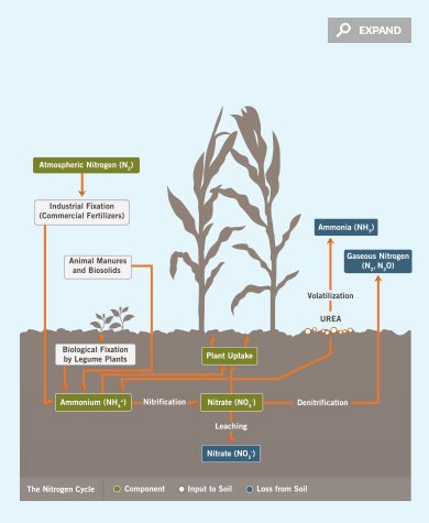 Nitrogen Cycle