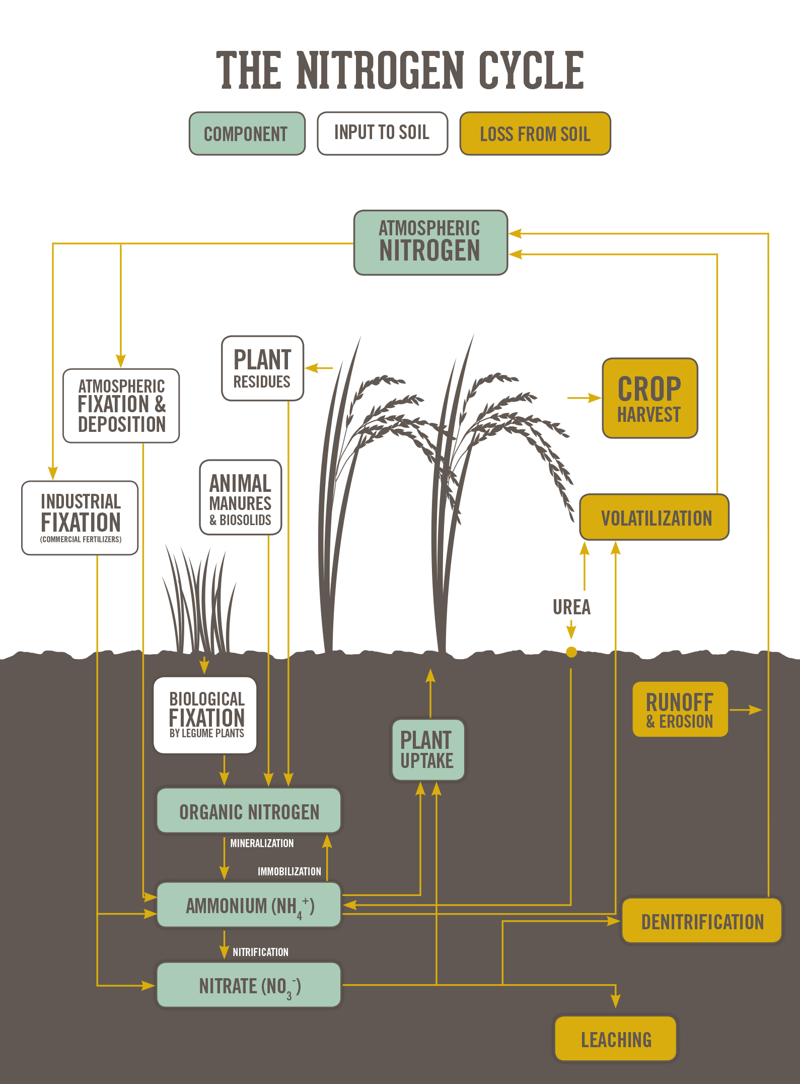 Nitrogen Cycle