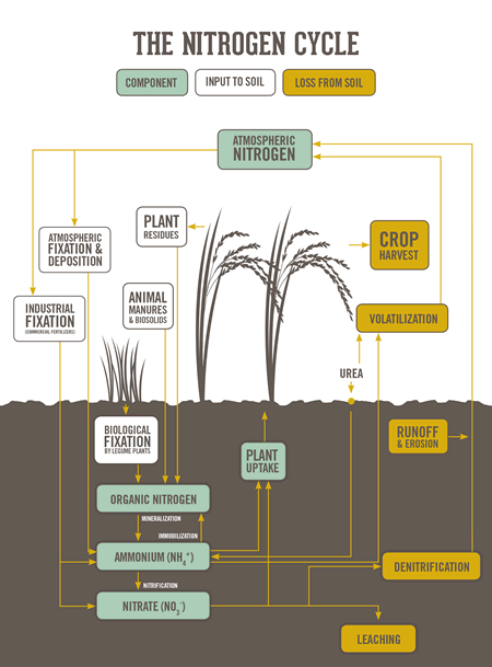 Nitrogen Cycle