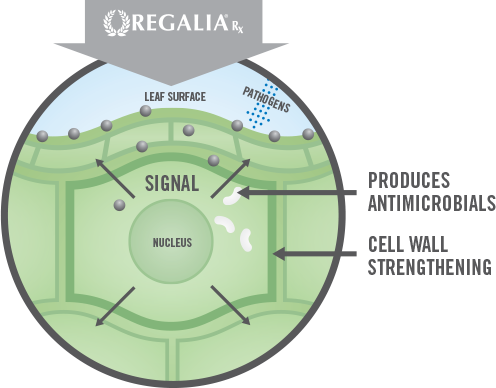 Regalia Rx Proactive Process