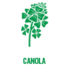 Canola