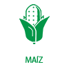 Maiz