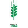 Trigo